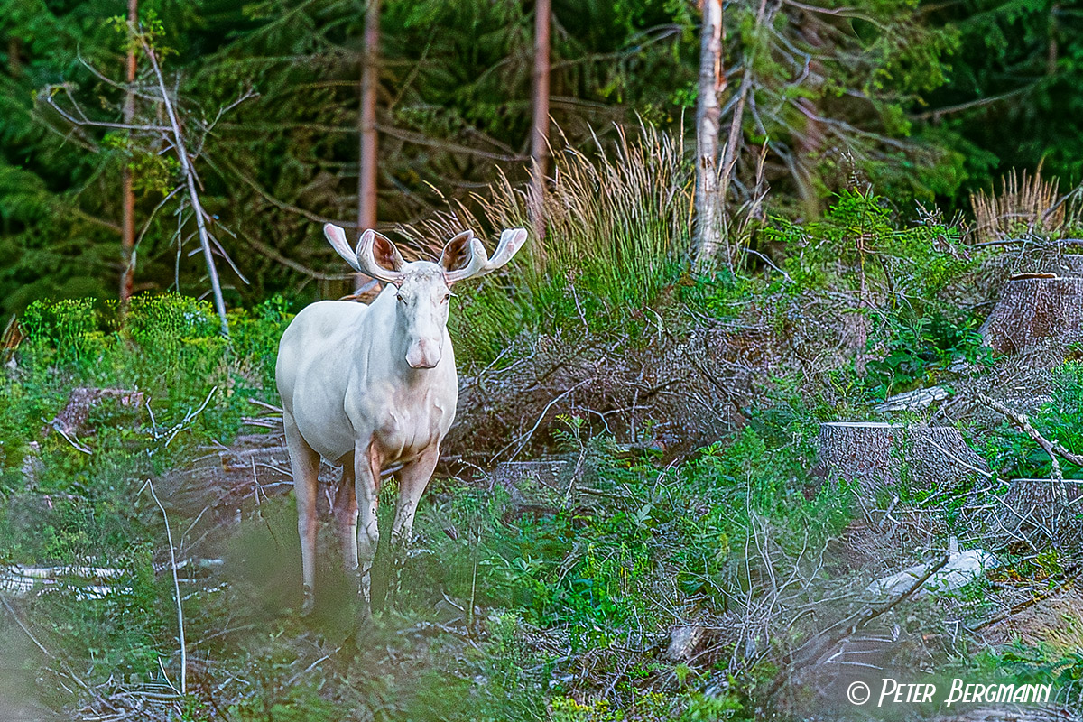 Foto eines sehr seltenen weissen Elchs - nur geschätzt 100 Exemplare dieser Tiere gibt es in Schweden